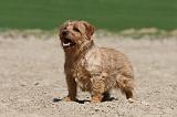 NORFOLK TERRIER 004